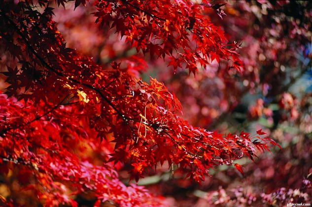 2015-10-10_113649